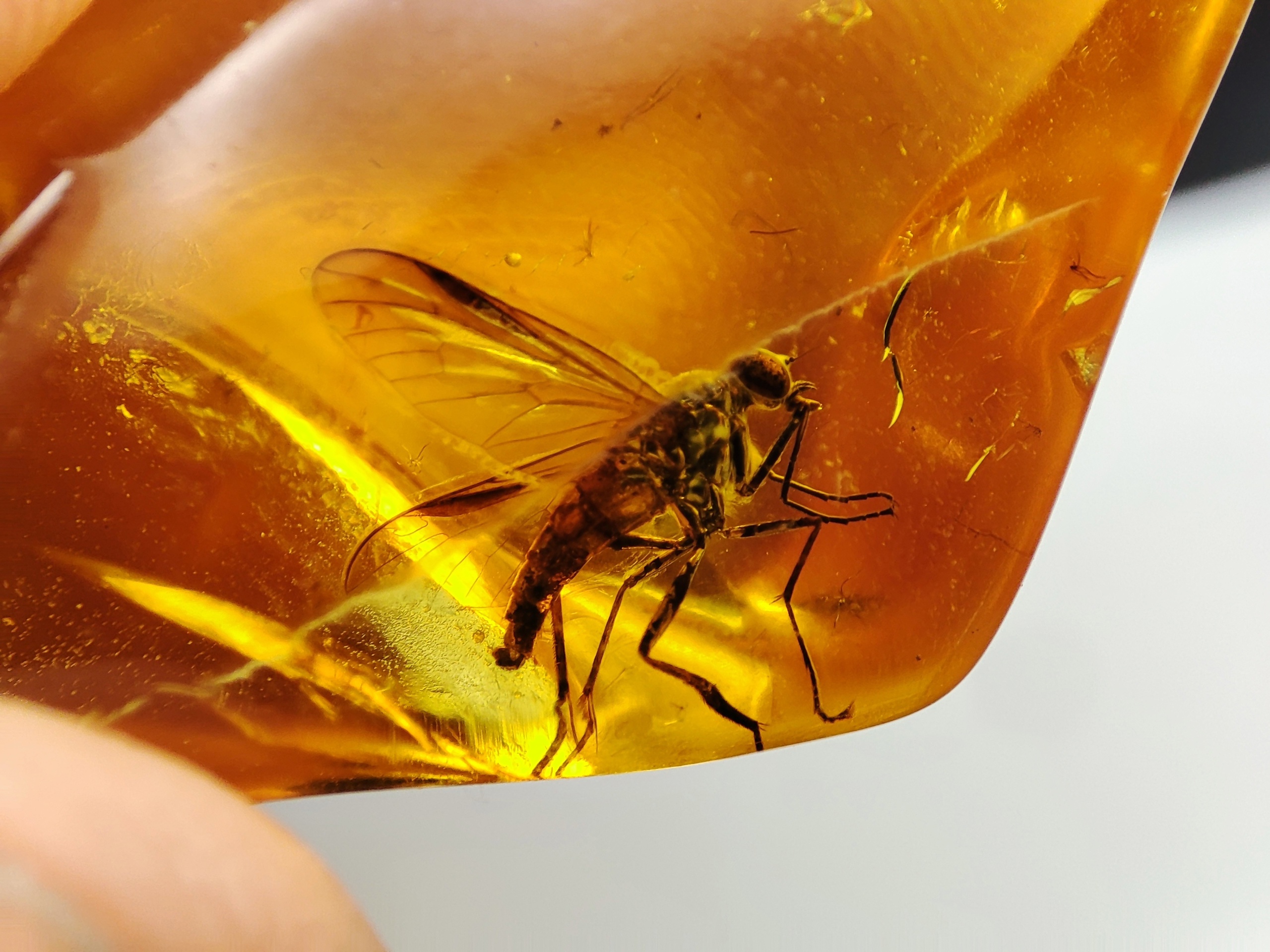 AAM0025 Янтарь с инклюзом Коллекция на ладони