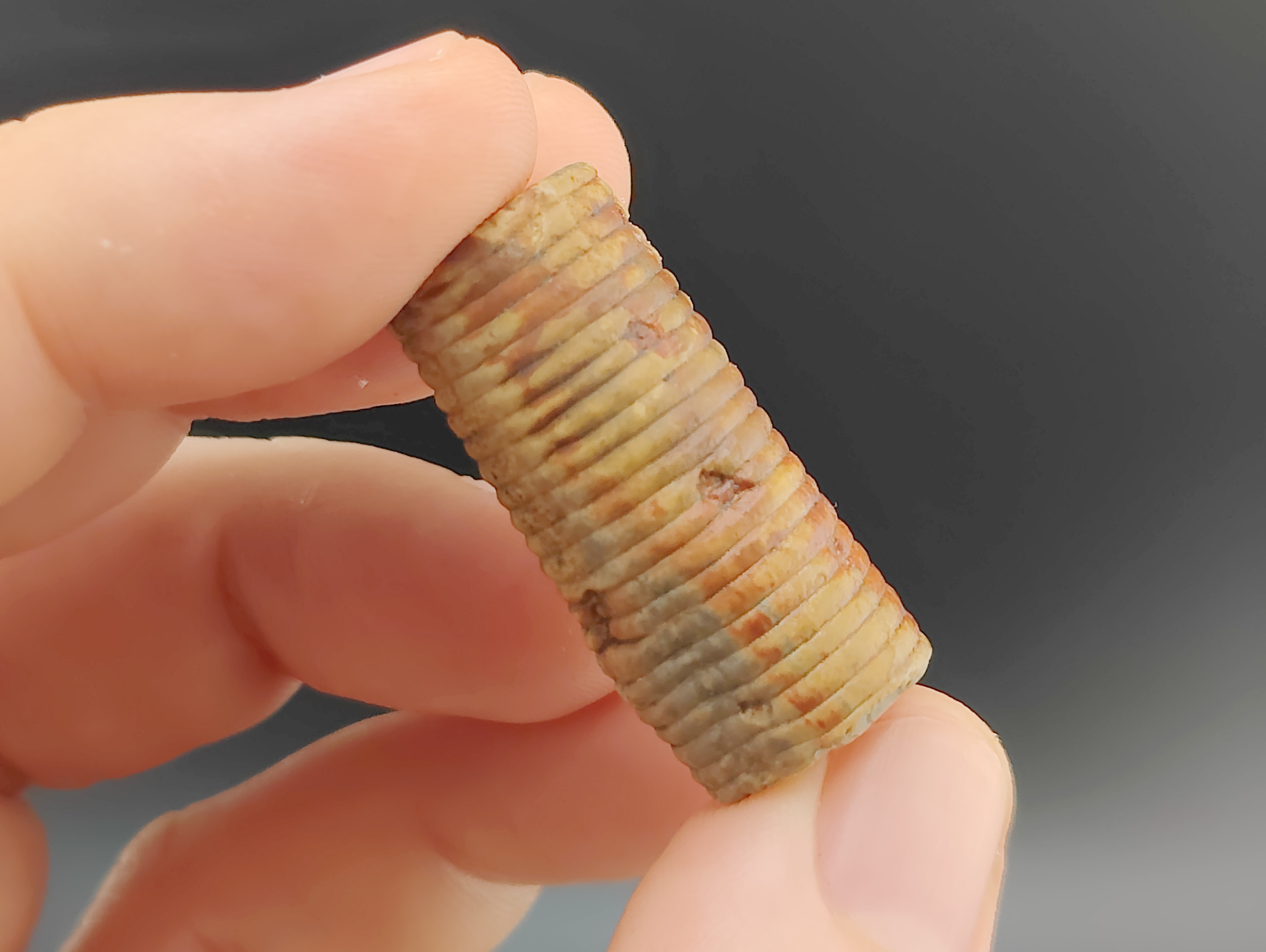 AAM0034 Криноидея. Окаменелость. Морская лилия 