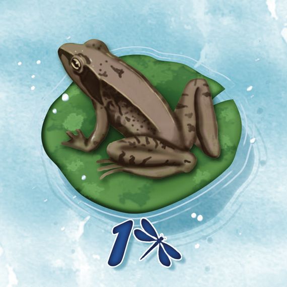 915882HW Кохаку