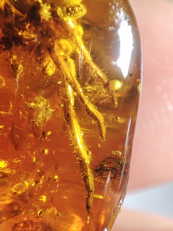 AAM0017 Янтарь с инклюзом «Тройная редкость»