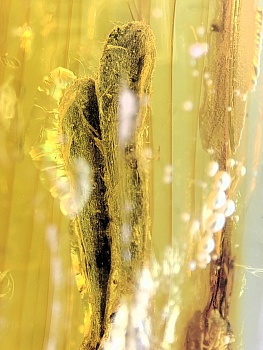 AAM0019 Янтарь с инклюзом "Два листика"